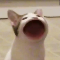 Gata Concurseira 