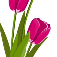 Tulipa