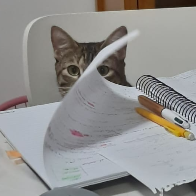 Miau Concurseira