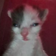 Mr. Gatonildo