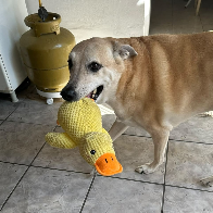 Cachorro Caramelo