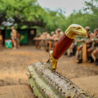 Guerreiro de Caatinga