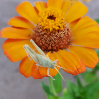 Anelise S. Fontoura