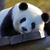 Panda Concurseiro