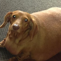 O Super Cachorro Salsicha