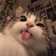 nah (◕‿◕)