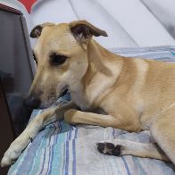 Cachorro Caramelo