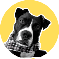 Olívia  "A Cãocurseira"