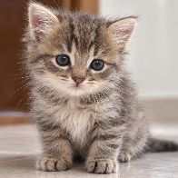 Gatinho